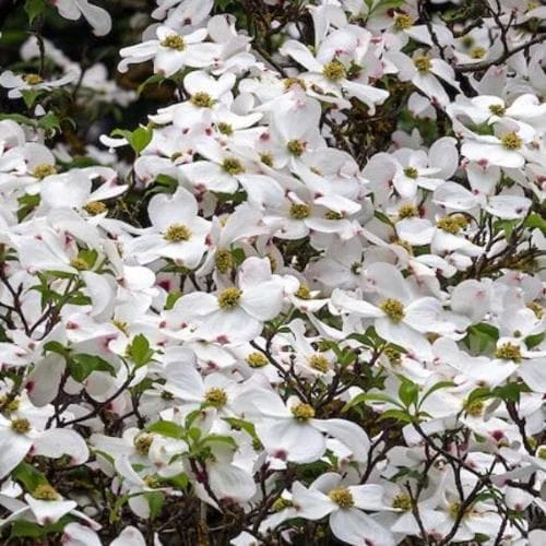 Cornus Eddie's White Wonder 1 Cornus Eddie's White Wonder