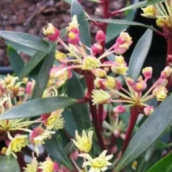 Drimys Lanceolata Red Spice -Future Forests drimys lanceolata red spice01