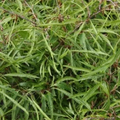 Fagus Sylvatica Mercedes