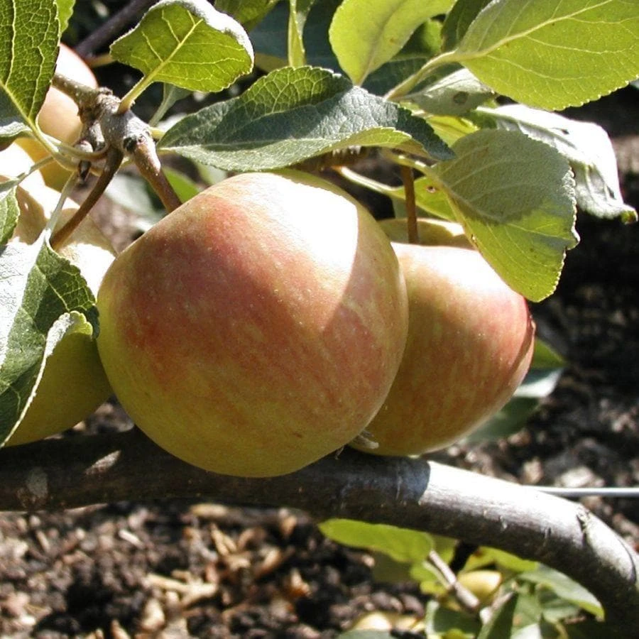 Apple Red Falstaff 2 Apple Red Falstaff - Image 2