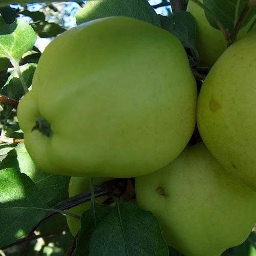 Apple Green Chisel 1 Apple Green Chisel