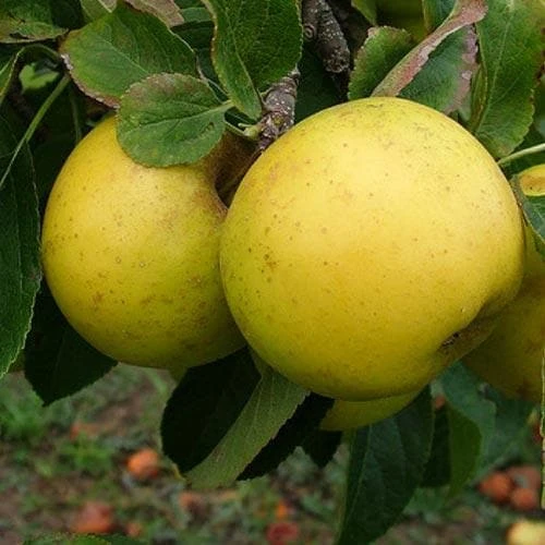 Apple Grenadier 2 Apple Grenadier - Image 2