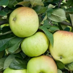 Apple Grenadier 7 Apple Grenadier -Future Forests grenadier03