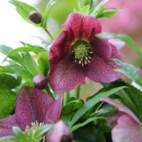 Helleborus Orientalis Viv® Victoria 2 Helleborus Orientalis Viv® Victoria - Image 2