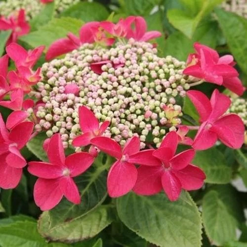 Hydrangea Macropylla Teller Red 1 Hydrangea Macropylla Teller Red