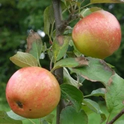 Apple Irish Peach 10 Apple Irish Peach -Future Forests irish peach02