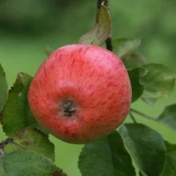 Apple Irish Peach 13 Apple Irish Peach -Future Forests irish peach05