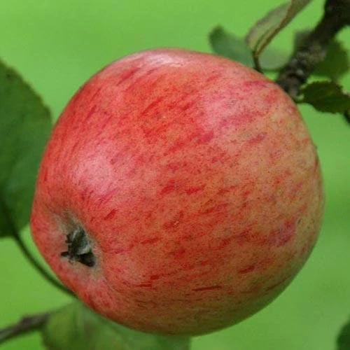 Apple Irish Peach 7 Apple Irish Peach - Image 7