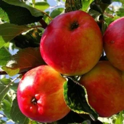 Apple Katy 7 Apple Katy -Future Forests katy01