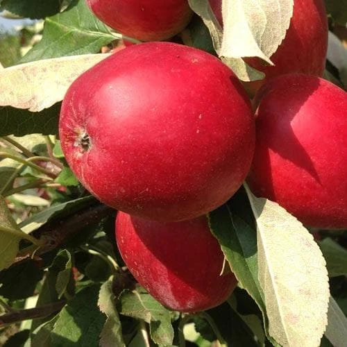 Apple Katy 1 Apple Katy