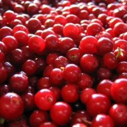 Lingonberry Little Miss Cherry 5 Lingonberry Little Miss Cherry -Future Forests lingonberry little miss cherry 3