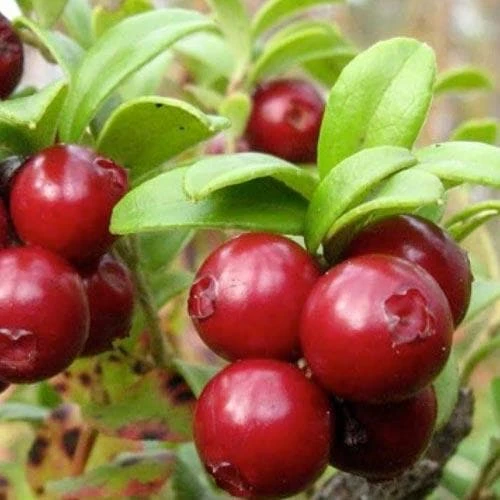 Lingonberry Little Miss Cherry 1 Lingonberry Little Miss Cherry