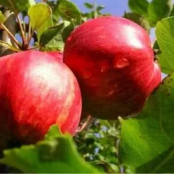 Apple Lough Tree Of Wexford