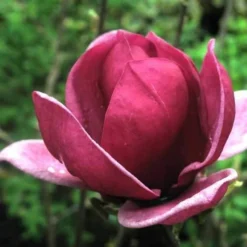 Magnolia X Soulangeana Lilliflora Genie 11 Magnolia X Soulangeana Lilliflora Genie -Future Forests magnolia genie 5