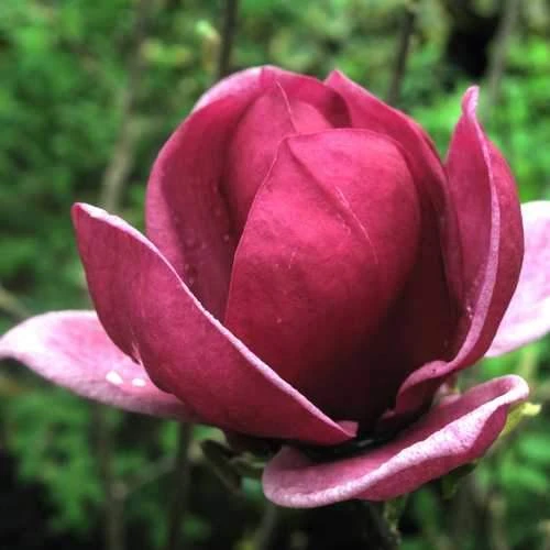 Magnolia X Soulangeana Lilliflora Genie 5 Magnolia X Soulangeana Lilliflora Genie - Image 5