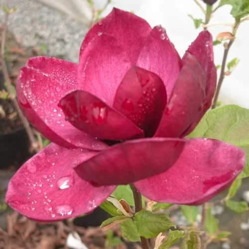 Magnolia X Soulangeana Lilliflora Genie 6 Magnolia X Soulangeana Lilliflora Genie - Image 6