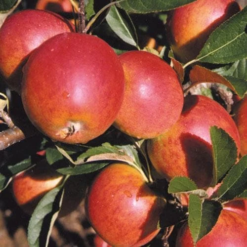 Apple Meridian 1 Apple Meridian