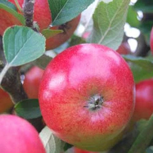 Apple Meridian 2 Apple Meridian - Image 2