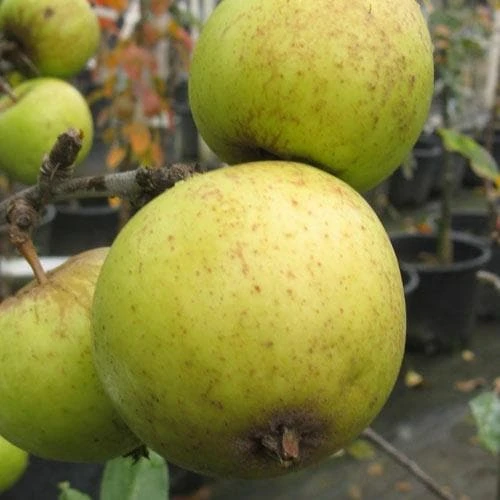 Apple Michelin 2 Apple Michelin - Image 2