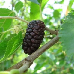 Black Mulberry