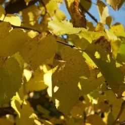 Black Mulberry -Future Forests morus nigra 4