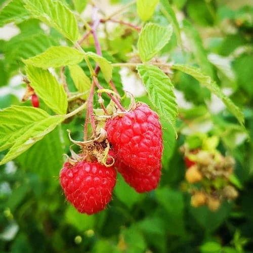 Raspberry Octavia - Summer Fruiting 1 Raspberry Octavia - Summer Fruiting