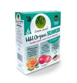 Ocean Leaves Seaweed