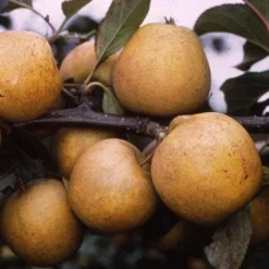 Apple Pitmaston Pine Apple 6 Apple Pitmaston Pine Apple -Future Forests pitmaston pineapple03