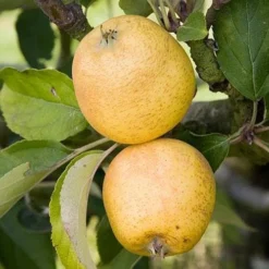 Apple Pitmaston Pine Apple 7 Apple Pitmaston Pine Apple -Future Forests pitmaston pineapple04