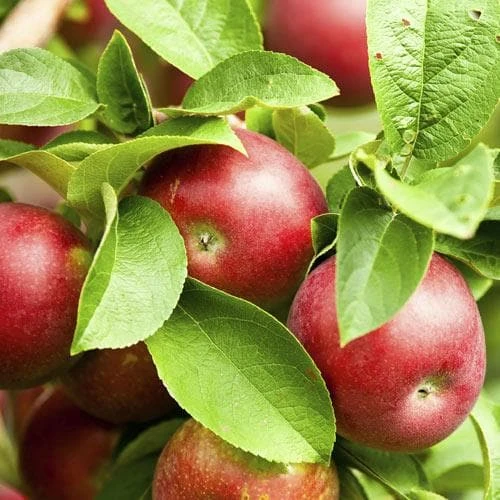 Apple Pixie 4 Apple Pixie - Image 4