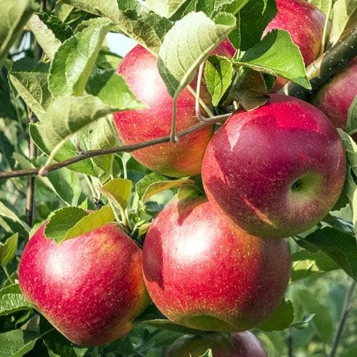 Apple Pixie 2 Apple Pixie - Image 2