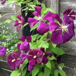 Clematis Polish Spirit -Future Forests plant flower petal summer natural botany pink flora flowers climbers clematis have flowering plant annual plant land plant violet family 911799