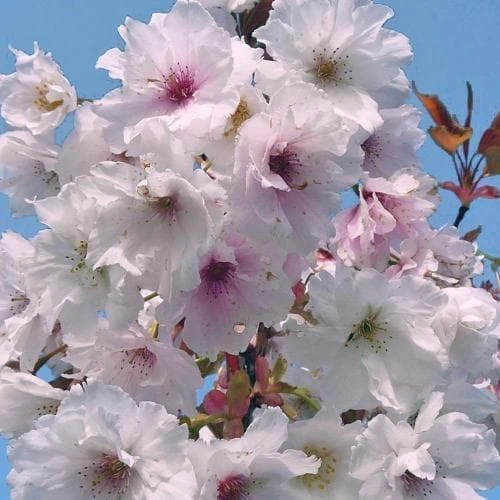 Prunus Shizuka/Fragrant Cloud 1 Prunus Shizuka/Fragrant Cloud