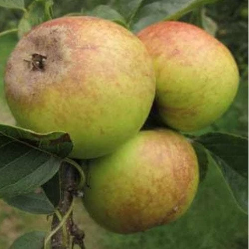 Apple Rawley's Seedling 2 Apple Rawley's Seedling - Image 2