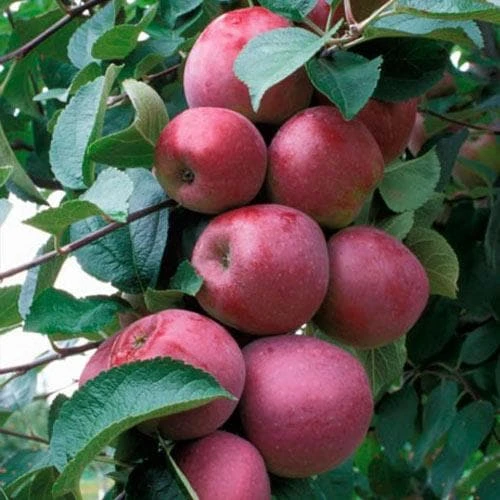 Apple Spartan 1 Apple Spartan