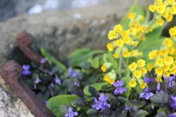 Alpine And Rockery Perennials Mix -Future Forests spring flowers 5020848 scaled