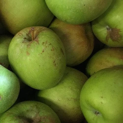 Apple Sweet Pethyre 1 Apple Sweet Pethyre